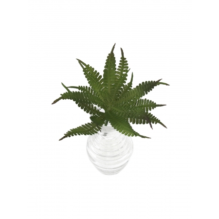 MINI SUCULENTA SAMAMBAIA (M) 07CM