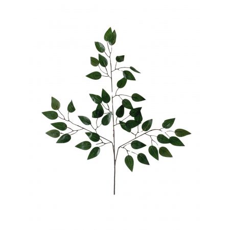 FICUS TOQUE NATURAL X 42 (M) 62CM