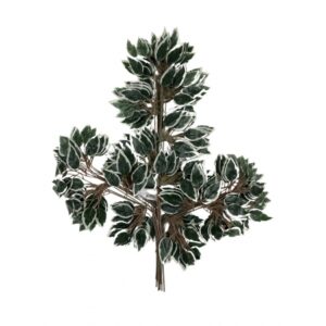 FICUS VARIEGATA TOQUE NATURAL X 42 (M) 61CM