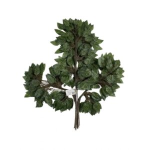 FICUS CALATEA TOQUE NATURAL X 42 (M) 61CM