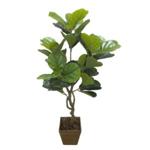 ARVORE FICUS LYRATA X 7 (M) 1,26M