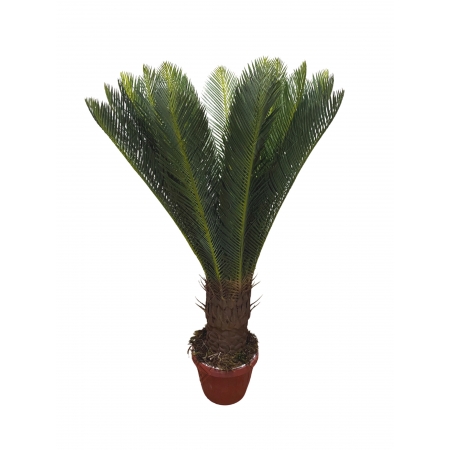 ARVORE CYCA TOQUE REAL VERDE X 24 FOLHAS (M) 95CM