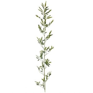 GALHO DE BAMBU TOQUE NATURAL VERDE X 1 (M) 2,00M