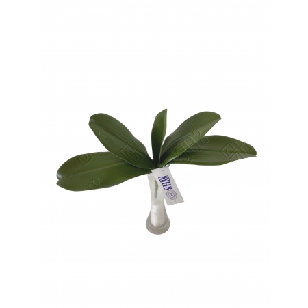 FOLHA DE ORQUIDEA TOQUE NATURAL PREMIUM X 5 (M) 26CM