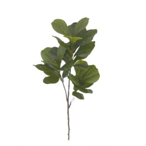 ARVORE DE FICUS LYRATA TOQUE NATURAL X 3 (M) 1,36M