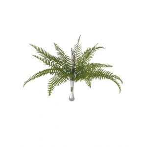 BUQUE DE SAMAMBAIA AMERICANA X 18 (M) 60CM