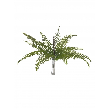 BUQUE DE SAMAMBAIA AMERICANA X 18 (M) 60CM