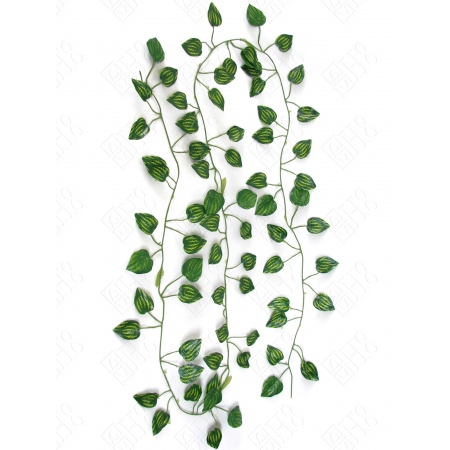 CORRENTE DE MINI FOLHAGEM DE PEPEROMIA MELANCIA (M) 2,00M
