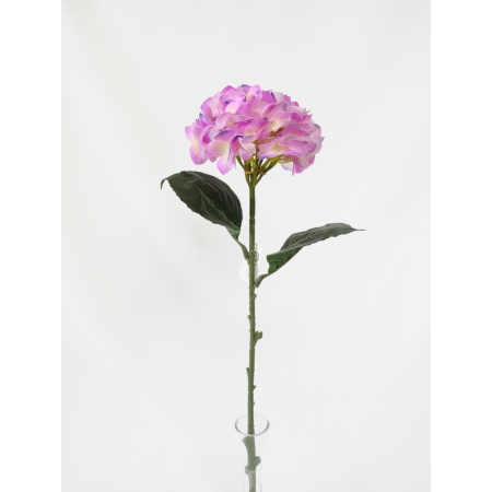 HORTENSIA TOQUE NATURAL X 1 (M) 63CM BOX POR COR