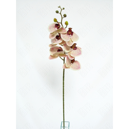 ORQUIDEA 3D STRIAE X 6 (M) 90CM