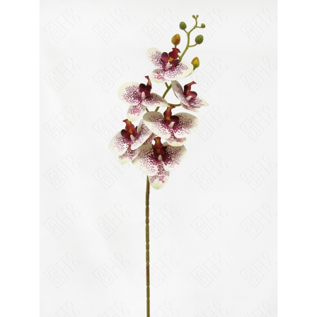 ORQUIDEA 3D POINT X 6 (M) 90CM