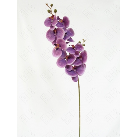 ORQUIDEA PHALAENOPSIS 3D X 9 (M) 1,00M BOX POR COR